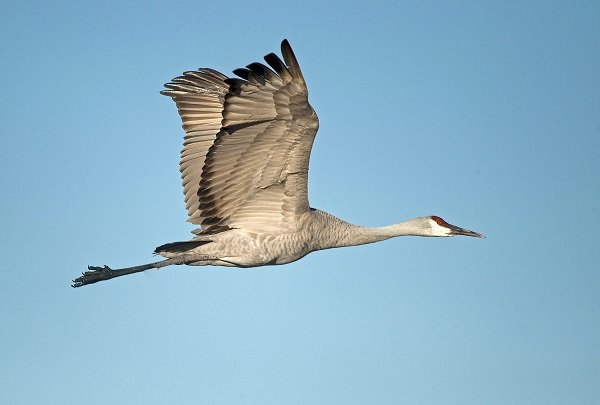 Sandhill Crane In Flight