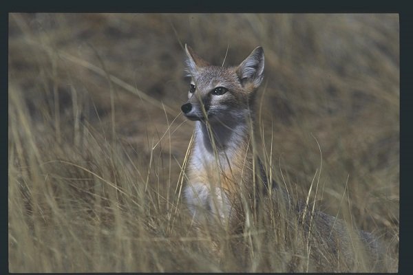 Swift fox in tall grass. Photo credit Bob Gurr