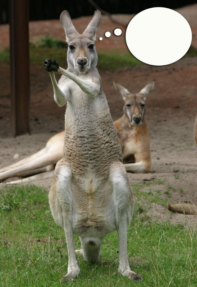 Trouve la légende ! À quoi pense le kangourou ?