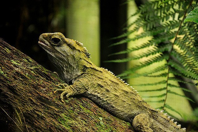 Un image d'un lézard Tuatara vert dans la nature. Il est un peu camouflé entre sa roche, les arbres, et les feuilles vertes