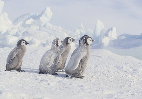 Young Emperor Penguins