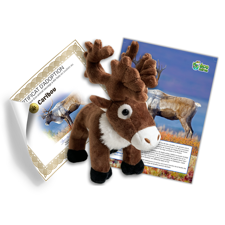 Protéger les caribous et leur habitat qui rétrécit ! Éco Héros L