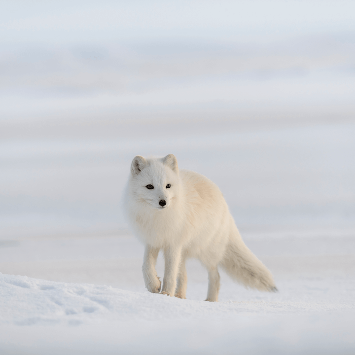 Le projet Renard arctique