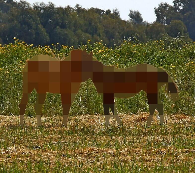 CC_Horse-Pixelated