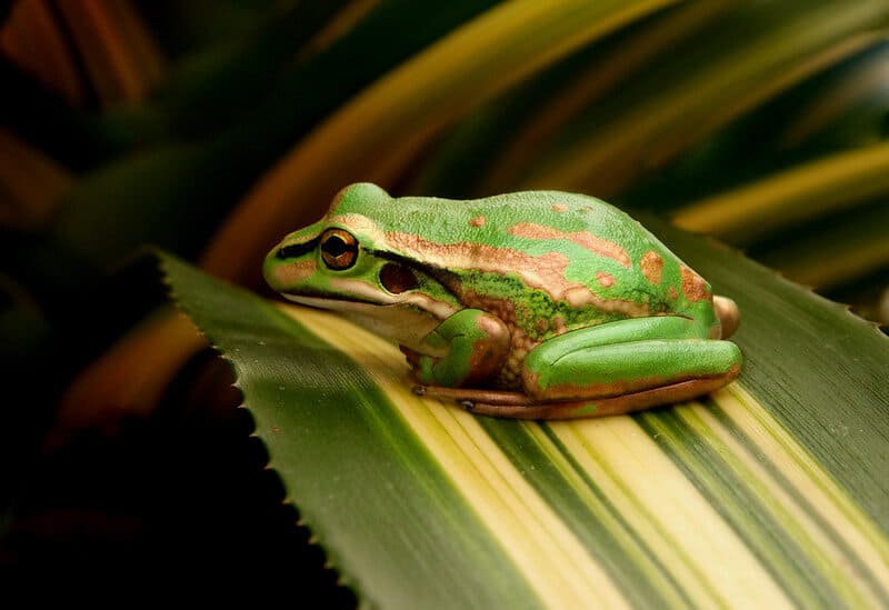CC_WhoAmI_frog