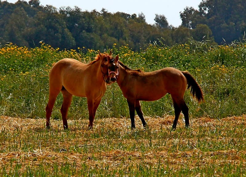 CC_WhoAmI_horse