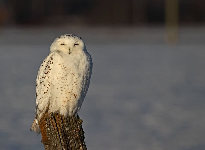 CC_WhoAmI_owl