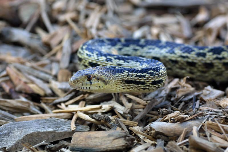 CC_WhoAmI_snake
