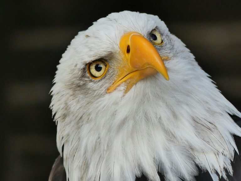 Possédez-vous des yeux d’aigle?