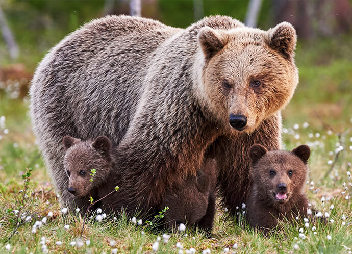 Le Grand Grizzly !