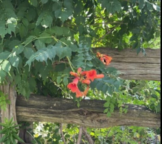 Karani trumpet vine (1)