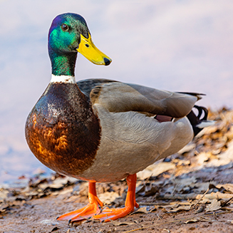 Projet Colvert