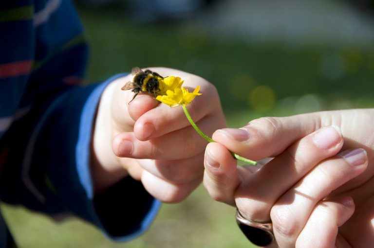 Célébrons le Mois des pollinisateurs!