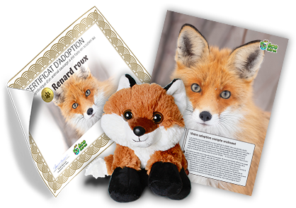 RedFoxKitTemplateFR