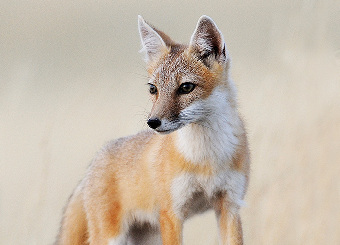 Le renard véloce fait son retour – Sauvons son habitat !