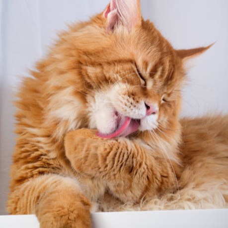 Comment un chat fait-il sa toilette ?
