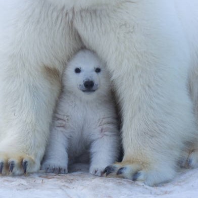 Comment les ours polaires restent-ils au chaud en hiver ?