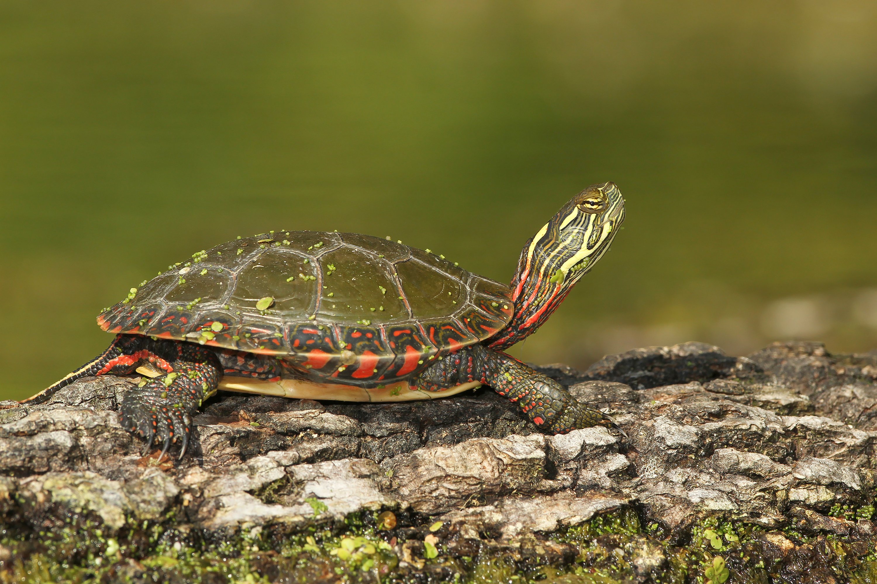 Ç’est le temps tortue!