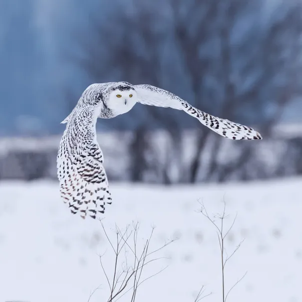 Relier les habitats en Ontario – Harfang des neiges